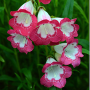 Penstemon Pershore Pink Necklace